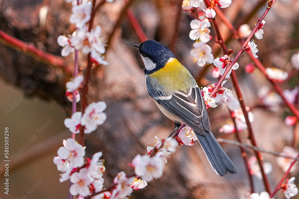 Naklejka premium シジュウカラ