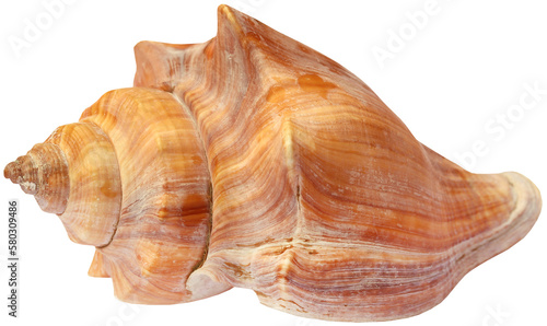 Фотография Snail shell