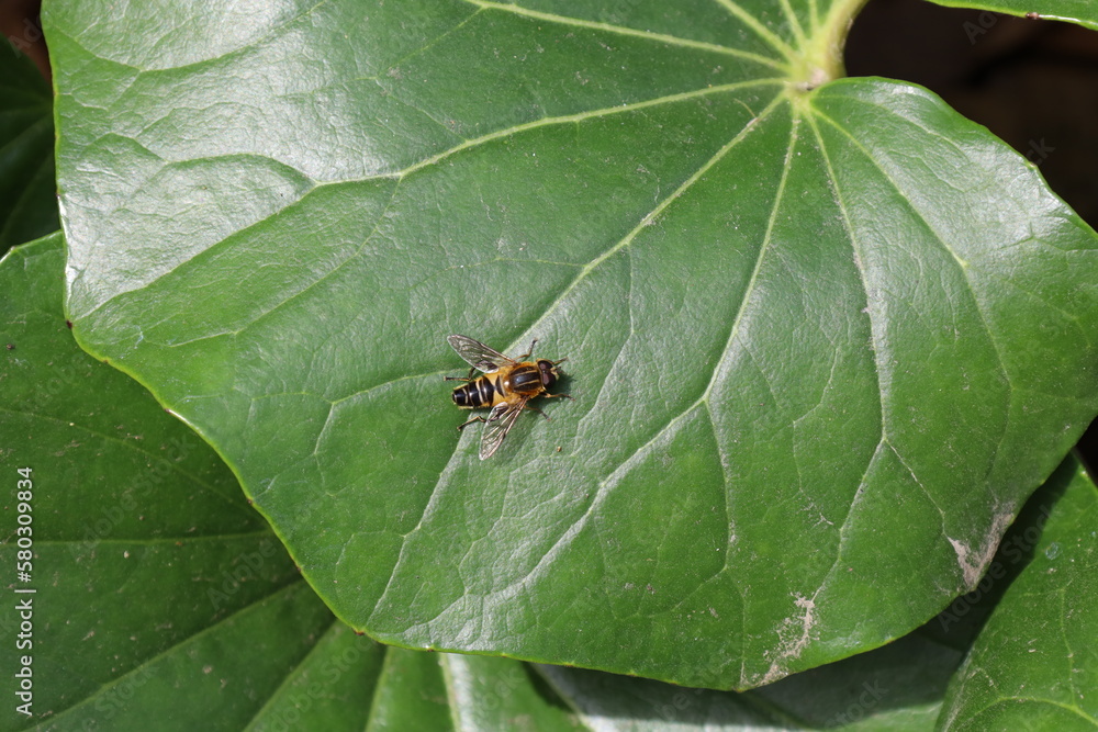 bug on leaf bug on leaf