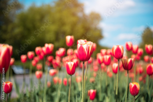 Glade of blooming red tulips. flower meadow