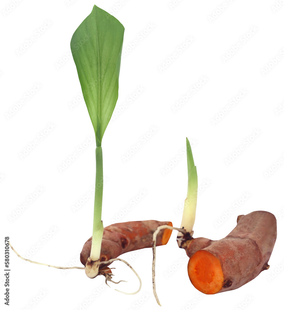 Fototapeta premium Baby turmeric plant