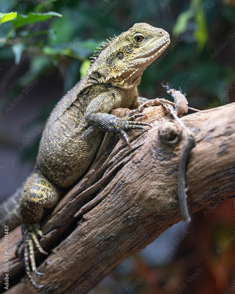 Fototapeta premium Australian water dragon, Intellagama lesueurii howittii