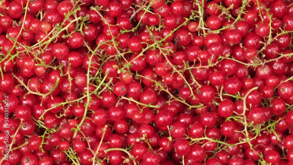 Background of rotating red currants. Spinning redcurrants with peduncle Background of rotating red currants. Spinning redcurrants with peduncle