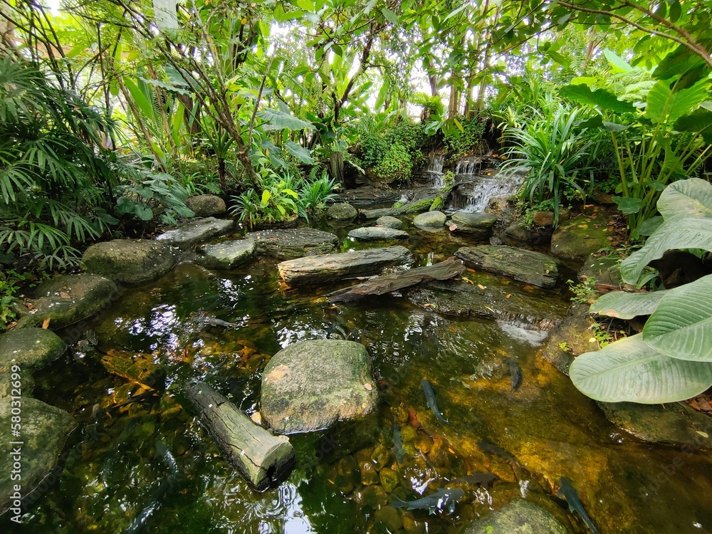 Obraz premium pond in the forest