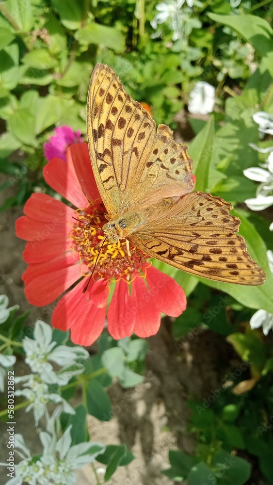 flower flower