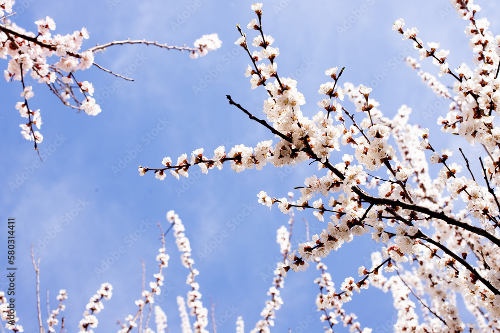 flowering tree in spring. apricot branches covered with white flowers against a blue cloudless sky. wallpaper, warm weather in spring. pollination by bees, flowering of fruit trees flowering tree in spring. apricot branches covered with white flowers against a blue cloudless sky. wallpaper, warm weather in spring. pollination by bees, flowering of fruit trees
