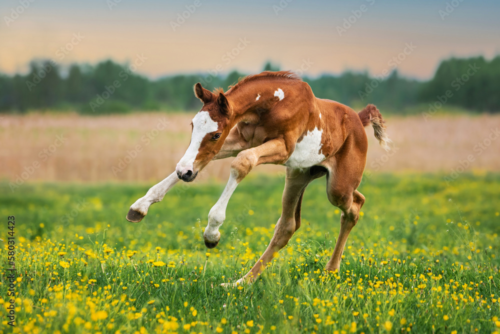 Happy foal playing in the field in summer