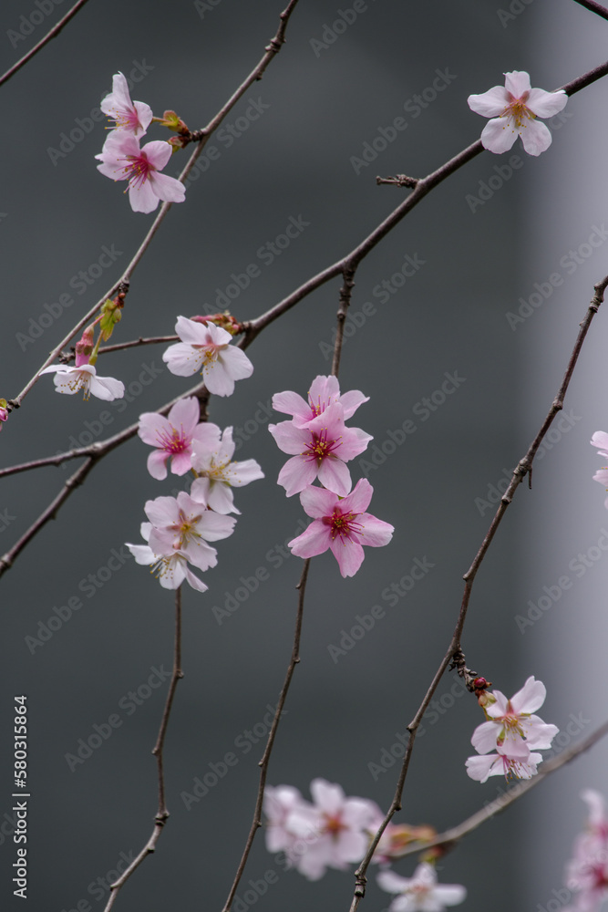 東京都港区愛宕2丁目の桜