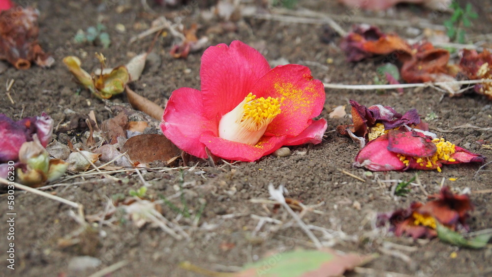 Fototapeta premium 地を這う椿