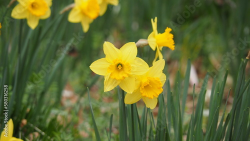 Fototapeta Naklejka Na Ścianę i Meble -  公園の小さな黄色い花