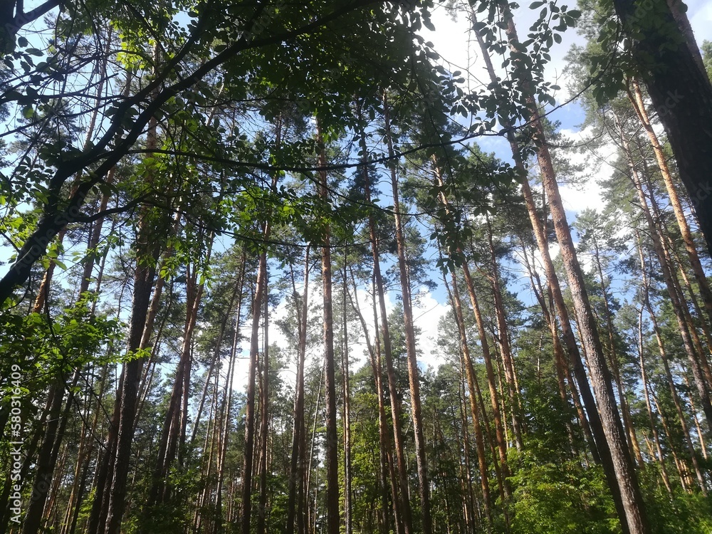 Obraz premium nature