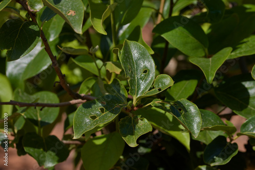Close-up of a persimmon tree branch with the leaves broken by the hail fallen in a storm