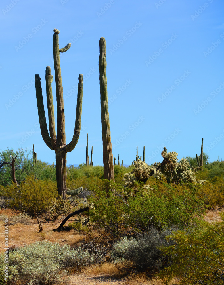 Mature Saguaro Cactus Sonora desert Arizona