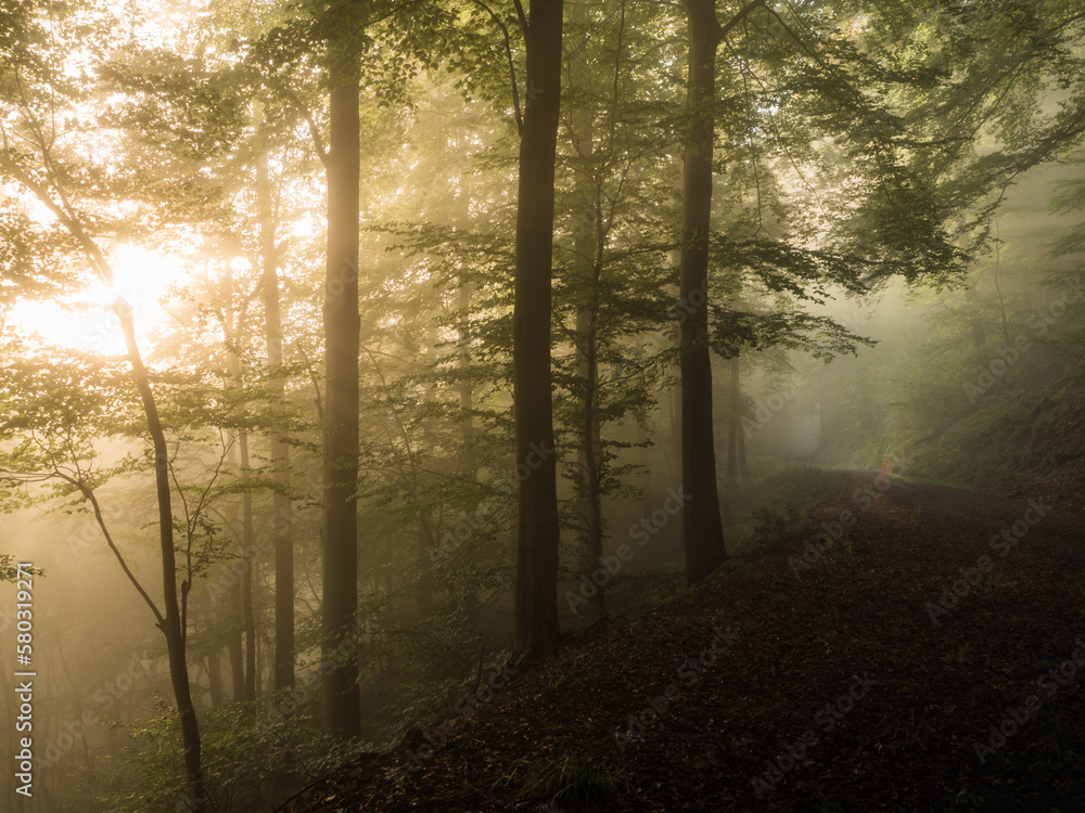 Dark path and sunlight in a foggy forest