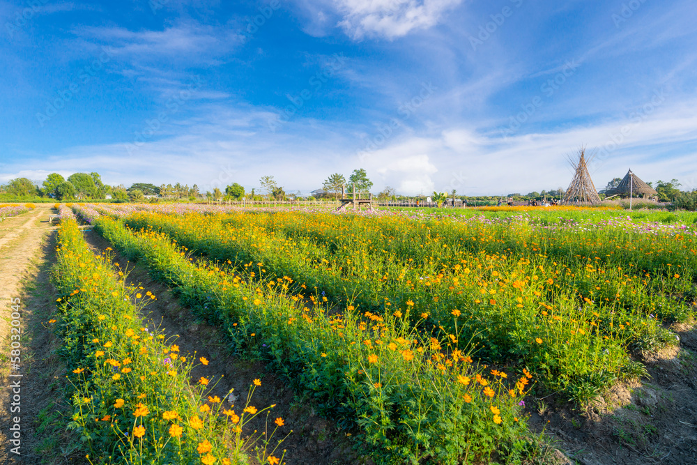 The Yellow colour cosmos flowers field with blue sky are most favorite planted in Thailand.