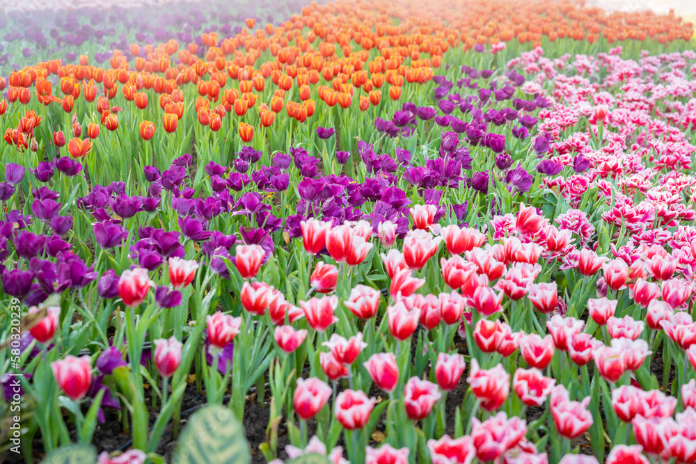 Garden field tulips of various bright rainbow color petals, beautiful bouquet of colors in daylight in ornamental garden