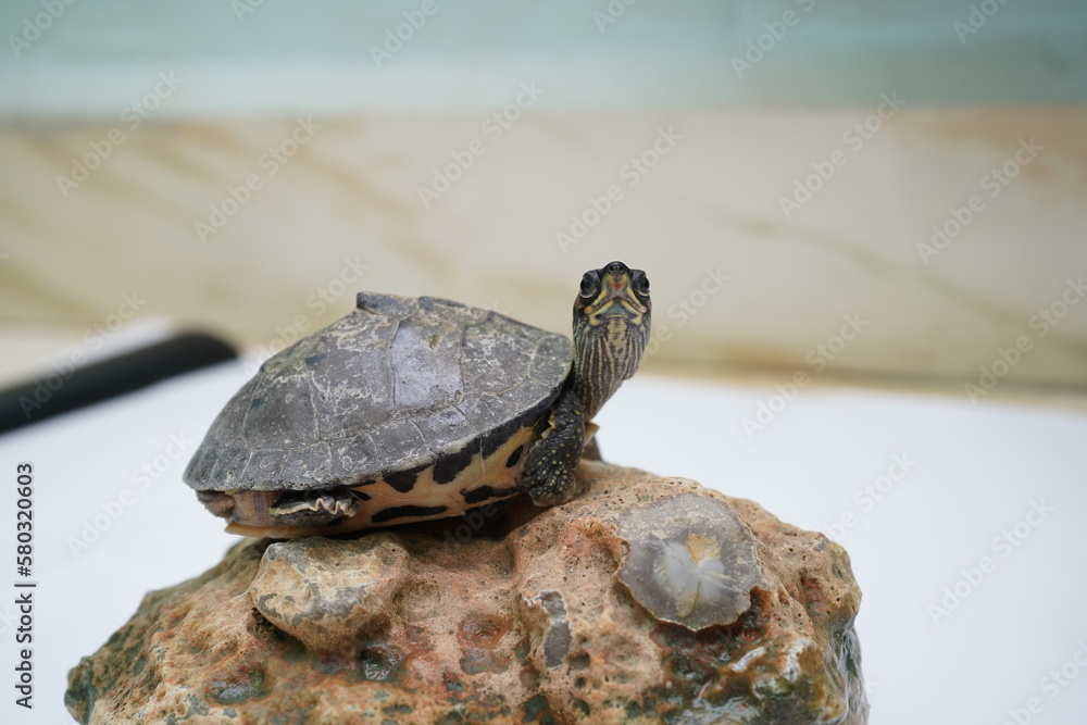 Indian roofed turtle sitting on rock 
