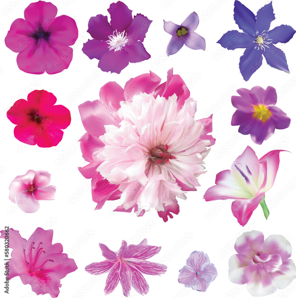 set of thirteen pink flowers isolated on white set of thirteen pink flowers isolated on white