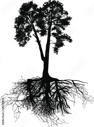 isolated black twing pine with root