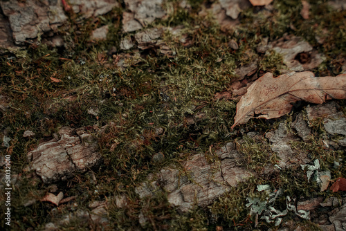 old linden bark covered with moss. relief bark resembles view high mountains wooded from above. texture old bark © Oksana