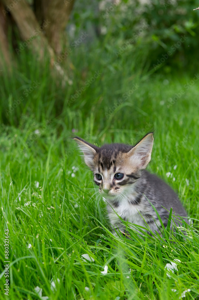 Sitzendes süßes getigertes Kätzchen im hohen Gras im Garten