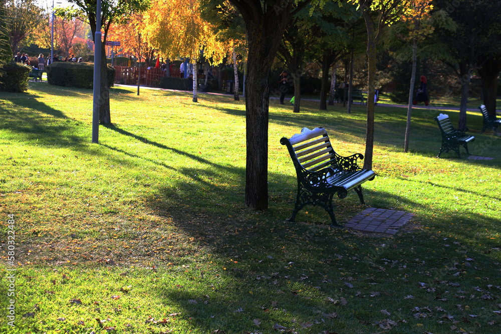 selective focus: Empty benches under the trees and sunlight streaming through the trees