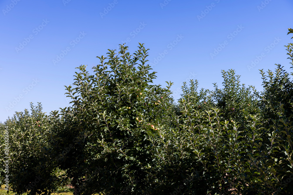 Fototapeta premium Apple orchard with an unripe harvest of green apples