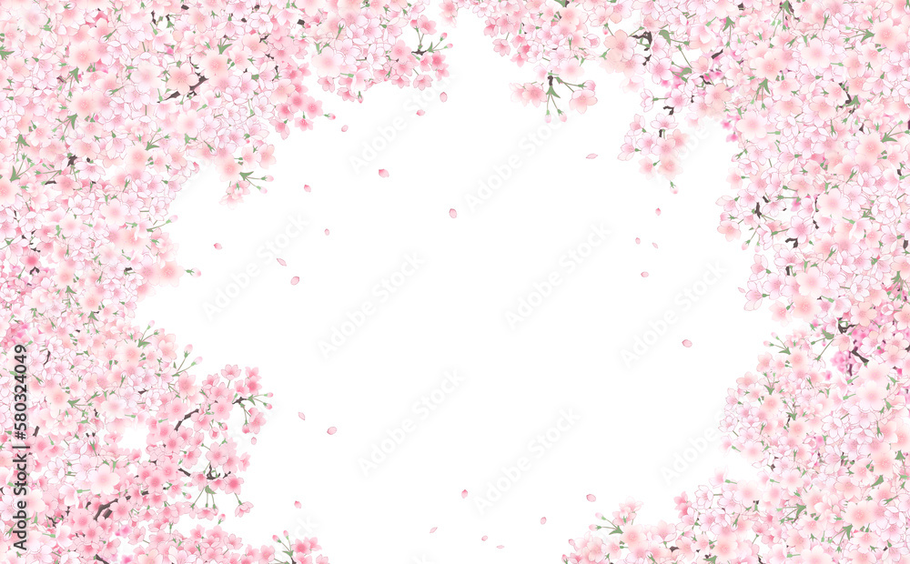 イラスト素材 満開の桜と花びら・小 -白背景- 色違い・差分あり