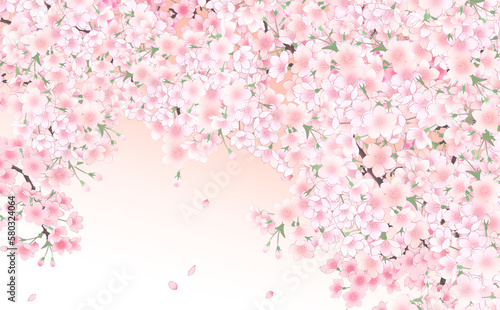 イラスト素材 満開の桜と花びら・大 -うすべにグラデーション背景- 色違い・差分あり