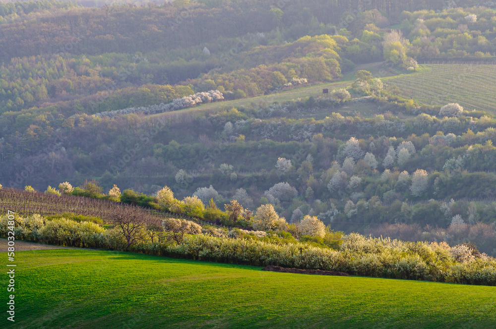 blooming tree and green hills in moravia