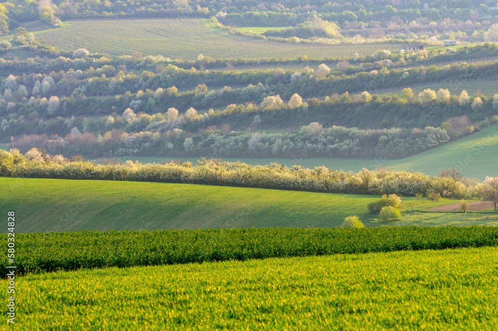 blooming tree and green hills in moravia