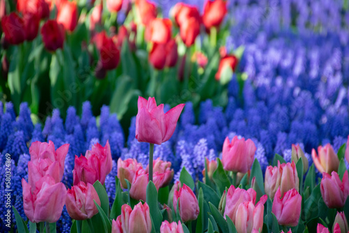 Pink tulips and blue hyacinths.