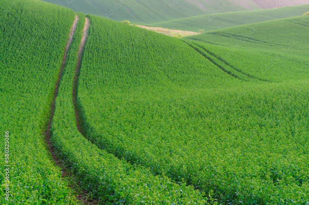 Naklejka premium green hills in moravia