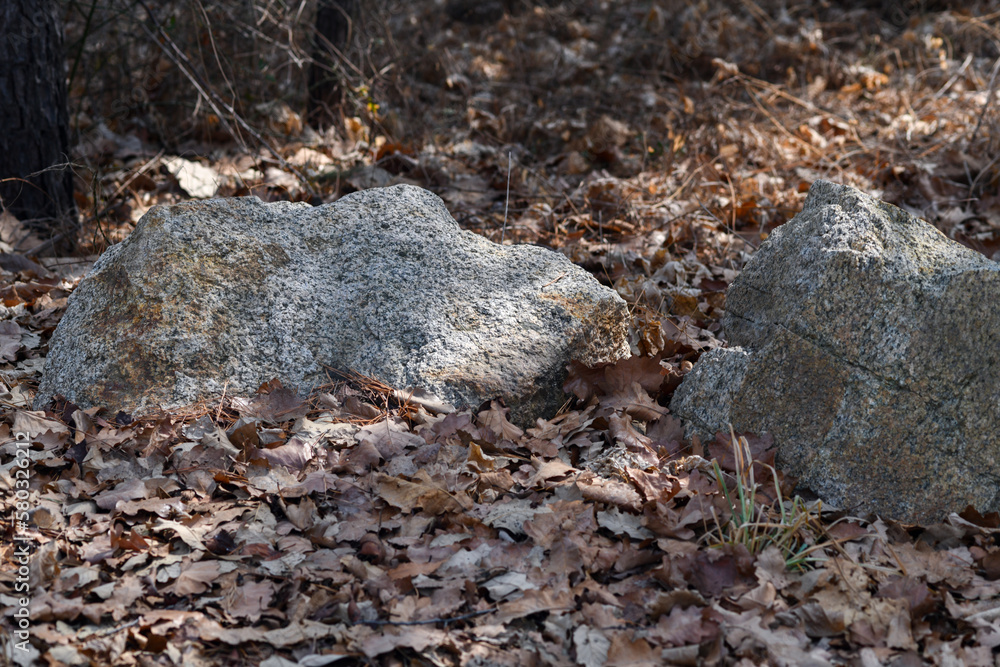 Obraz premium rocks and leaves