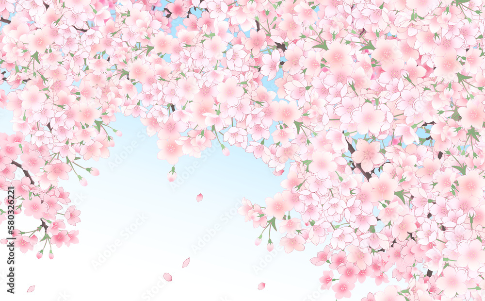 イラスト素材 満開の桜と花びら・大 -水色グラデーション背景- 色違い・差分あり