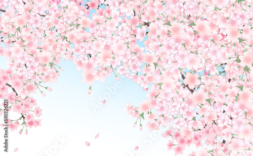 イラスト素材 満開の桜と花びら・大 -水色グラデーション背景- 色違い・差分あり
