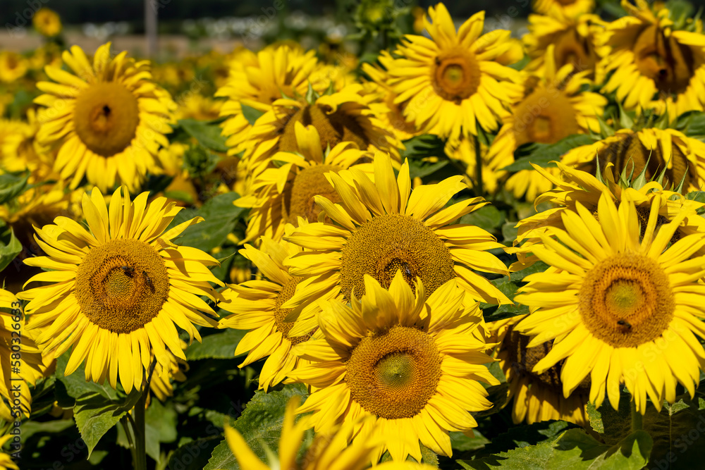 A large number of sunflowers blooming in the field in summer