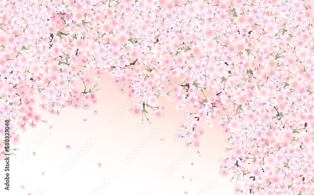 イラスト素材 満開の桜と花びら・中 -うすべにグラデーション背景- 色違い・差分あり