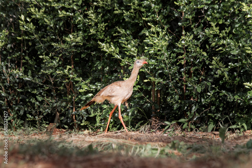 Brazilian Savannah Bird /
This bird is very rare in Brazilian Savannah photo