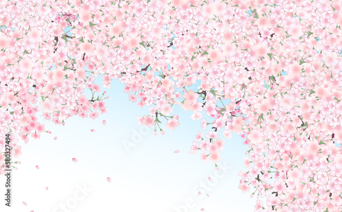 イラスト素材 満開の桜と花びら・中 -水色グラデーション背景- 色違い・差分あり