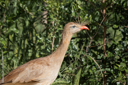 Brazilian Savannah Bird /
This bird is very rare in Brazilian Savannah photo