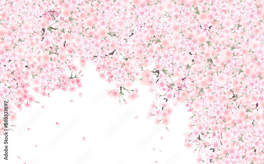 イラスト素材 満開の桜と花びら・中 -白背景- 色違い・差分あり