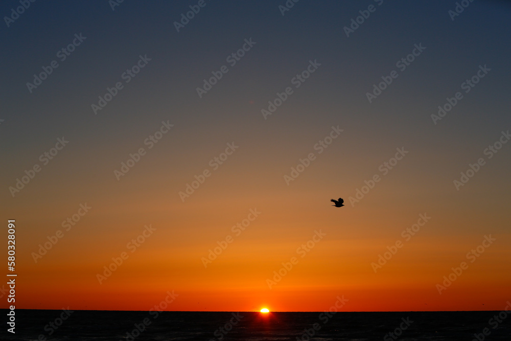 Single bird flying in front of sunset over ocean Single bird flying in front of sunset over ocean