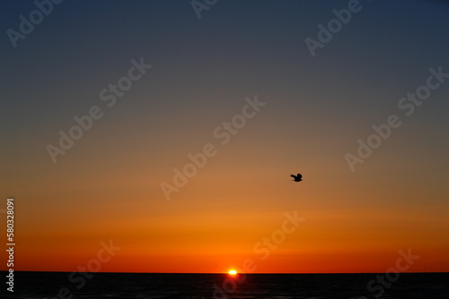 Single bird flying in front of sunset over ocean