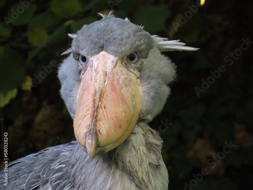 portrait of a shoebill - Balaeniceps rex