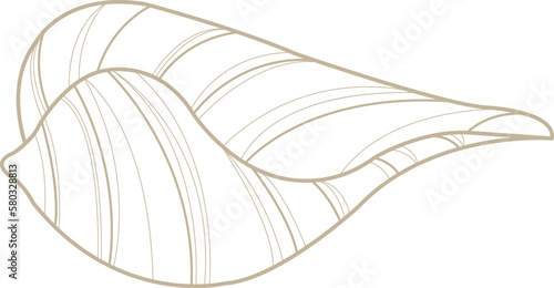 Seashell doodle illustration for decoration on marine life ,summer holiday and coastal concept.