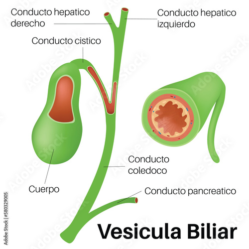Vesicula Biliar in human body.