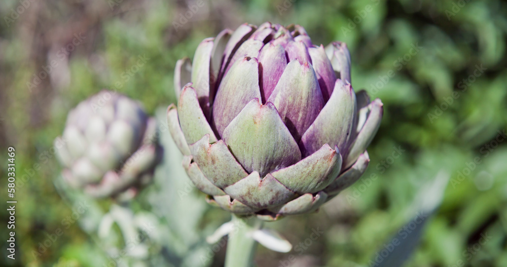 Obraz premium Fresh green artichoke vegetable in the garden.