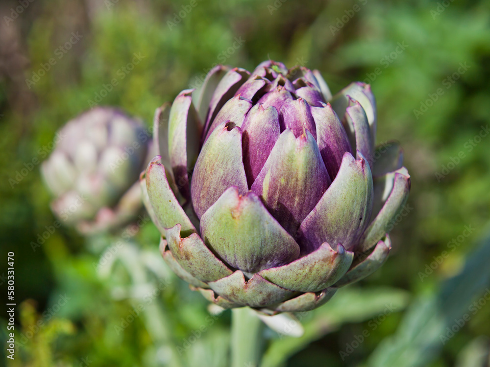 Fototapeta premium Fresh green artichoke vegetable in the garden.