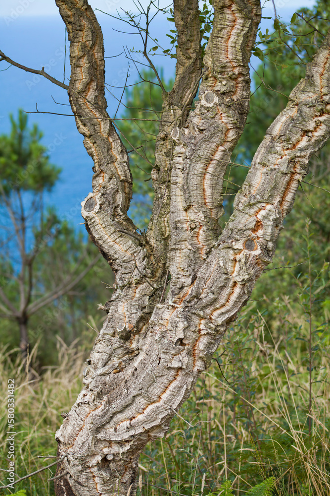 Cork Oak - tree used to produce cork lids for vine, bark detail. Cork Oak - tree used to produce cork lids for vine, bark detail.